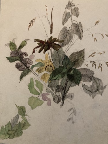 Schöne zeichnung 1850 - schöne, blume