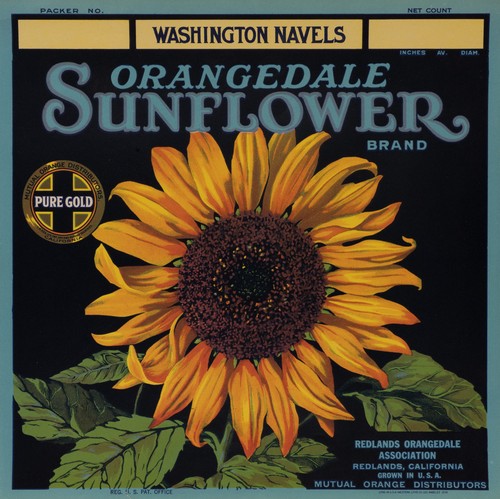 Orangedale sonnenblume - orangedale,