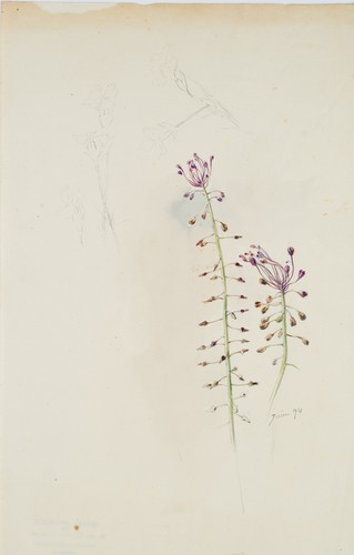 Niederhäusern - niederhÄusern, (*1856)